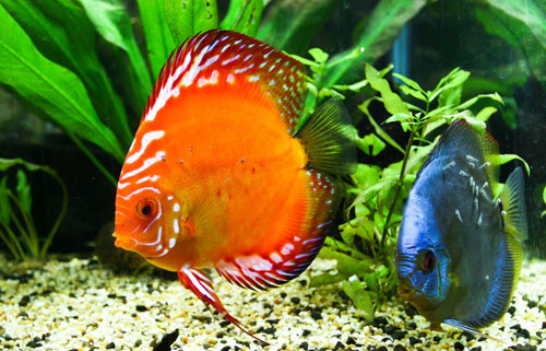 居家養魚風水講究，怎么養魚招財運？