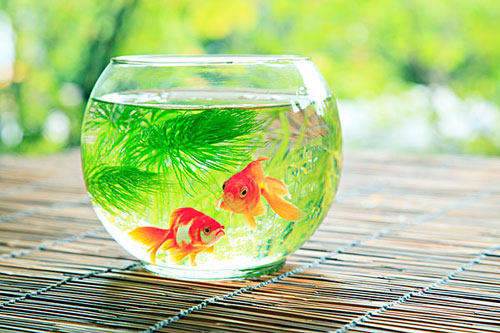居家養魚風水講究，怎么養魚招財運？